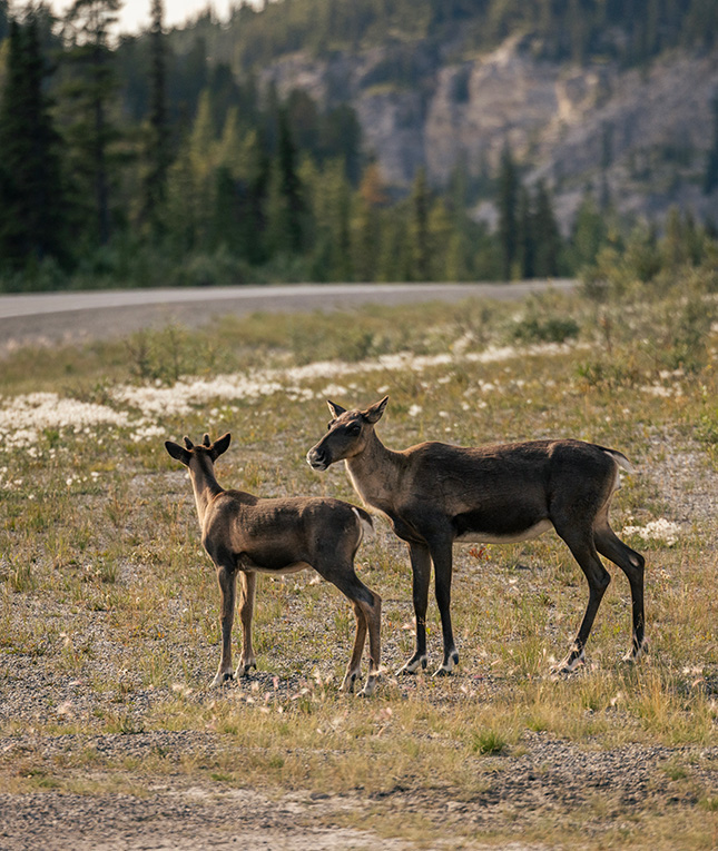 Wildlife Image 1