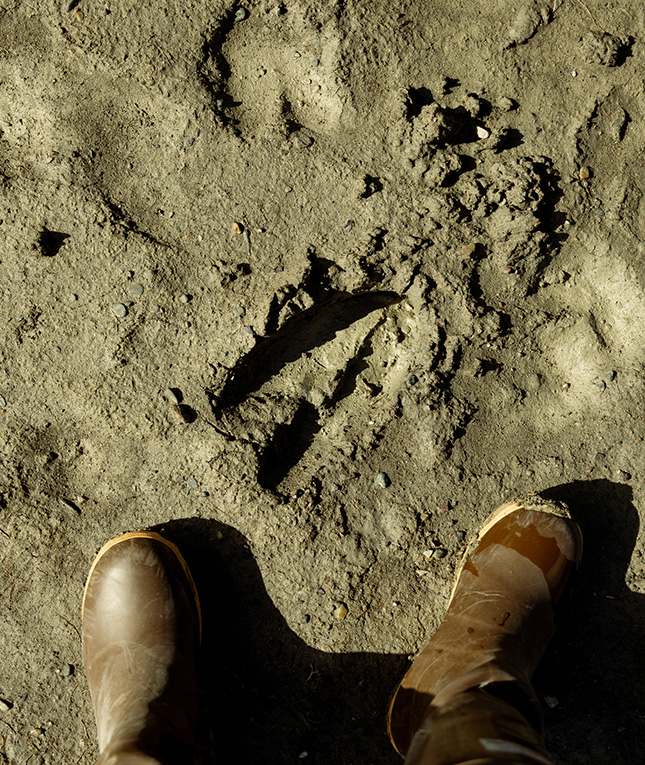 Wildlife Image 2